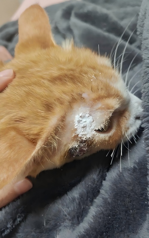 Enggo bareng Kasus Vetmedix