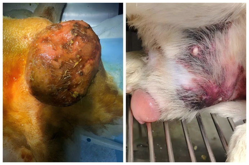 Nuduhake Kasus Vetmedix 丨 Aplikasi terapi laser energi energi ing nambani pembentukan prosstatic