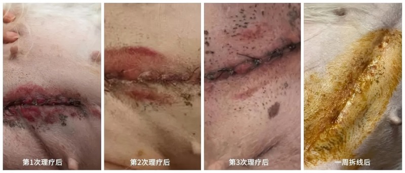Pandhuan kasus Vetmedix 丨 Aplikasi laser laser dhuwur ing nyepetake penyembuhan sawise hysterectomy patologis