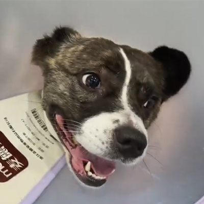 Laporan Kasus Vetmedix 丨 Panganggone terapi laser Veterinary nalika nambani neuritis akut ing pasien canine