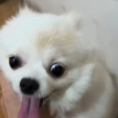 Enggo bareng Kasus Vetmedix 丨 Kasus aplikasi laser energi tinggi ing nambani ringworm canine