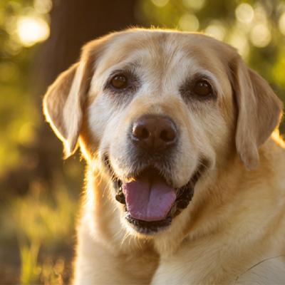 Nuduhake kasus VetMedix 丨 Kase aplikasi terapi laser energi energi ing perawatan saka postoperative non-healing tumer